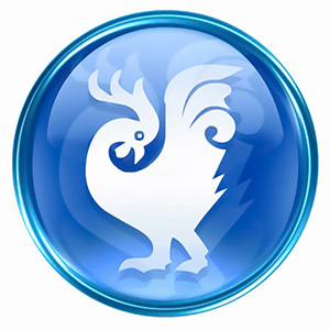 Rooster